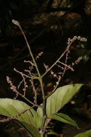 Image result for Homalium