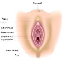 Some guys and girls wax their private parts because they like the feel of smooth skin while others do it for cleanliness reasons. Female Anatomy Fresh4manchester