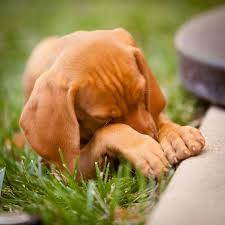 vizsla baby hunde vizsla bilder