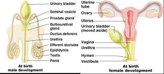 Associate Degree Nursing Physiology Review