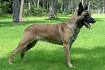 Belgian Malinois Puppies for Sale | Greenfield Puppies