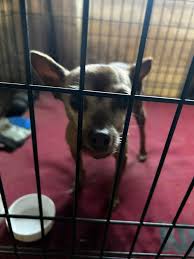 Austin Lost and Found Pets