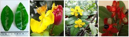 Image result for Ochna macrocalyx