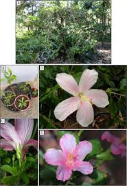 Image result for Disperis sp. nov. aff. macowanii