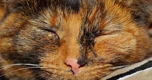 Black And Orange Tortoiseshell Kitten Tortoiseshell Cat Over 30 Fascinating Facts About Tortie Cats Tortoiseshell Cat Names Tortoise Shell Cat Cat Names