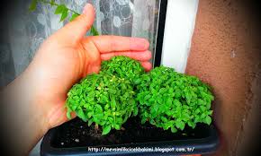 Kışın kurur mu fesleğen pencere önünde, kurursa baharda sulasam canlanir mi acaba bilgi verirseniz sevinirim. Feslegen Ocimum Basilicum Bakimi Cicek Bakimi Cicek Cesitleri Cicek Turleri Cicek Isimleri