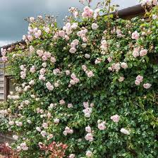 The Generous Gardener English Rose Climbers English Roses David Austin Roses Climbing Roses Flowering Trees