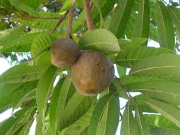 Image result for Annona reticulata