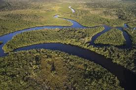 a floresta amazonica e a maior floresta tropical de todo o mundo vacaciones en uruguay arbol de la selva rios