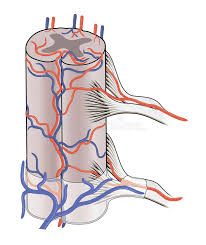 Urazowe i nieurazowe uszkodzenia rdzenia kręgowego: Krwionosna Dostawa Rdzen Kregowy Ilustracji Ilustracja Zlozonej Z Anatomia Zdrowy 81242047