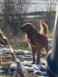 Although the golden retriever is playful, outgoing and social, this puppy also has a calm demeanor and a great willingness to learn. Springdale Washington Golden Retrievers Home Facebook