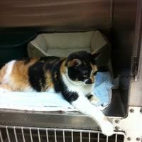 Maybe you would like to learn more about one of these? Pet Vet Family Pet Care Center 229 S Drake Rd