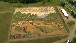 Artist Plants 1 2 Acre Field To Recreate Van Gogh S 1889 Painting Olive Trees Van Gogh Olive Trees Van Gogh Art Olive Tree Painting