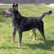 Looking for an australian cattle dog puppy or dog in california? Blue Red Joe S Australian Cattle Dogs California Australian Cattle Dog Breeding Kennel Home Page