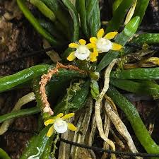 Image result for Taeniophyllum