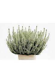 Maybe you would like to learn more about one of these? Veresk Obyknovennyj Calluna Vulgaris Vera Gorshok R12 Kupit Nedorogo Deshevo V Kieve Luchshaya Cena Na Sazhency Veresk Obyknovennyj V Plants Growing Herbs