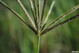 Image result for Eustachys paspaloides