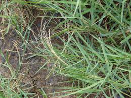 Image result for Panicum repens