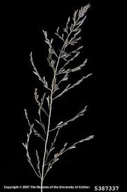 Image result for Eragrostis curvula