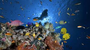 Taking the plunge my first scuba dive australia. Best Places To Go Diving In Australia Bookmundi