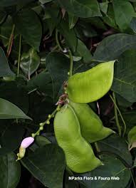 Image result for Canavalia cathartica