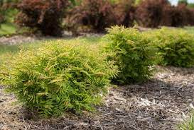 Matcha Ball False Spirea Pahl S Market Apple Valley Mn