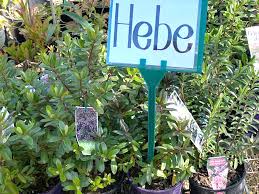 In homer this princess was a divine domestic, appearing most often as cupbearer to the gods. Hebe Woodend Nursery Garden Supplies