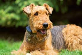 More labrador retriever puppies / dog breeders and puppies in wisconsin scraps of heaven farm Adopt Airedale Terrier Puppies Dogs Savearescue Org