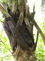 Image result for Leucothrinax morrisii