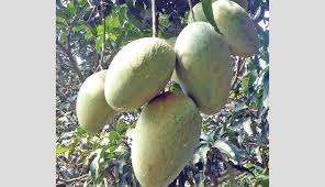 We offer only the most popular marijuana seeds at the best prices. Late Variety Mango In Country 267555