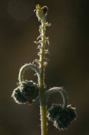 Image result for Chrozophora plicata