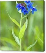 Image result for Craterostigma purpureum