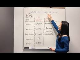 Cellular Respiration Glycolysis Krebs Cycle Electron Transport Chain