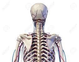 Back of neck anatomy diagram. Human Anatomy Skeleton Of The Torso With Veins And Arteries Back View On White Background 3d Illustration Stock Photo Picture And Royalty Free Image Image 130594203