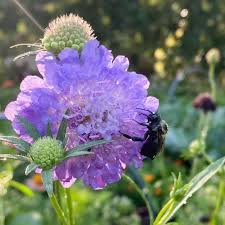 Image result for Scabiosa