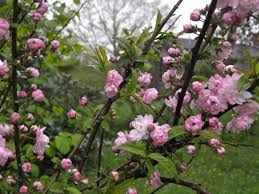 Maybe you would like to learn more about one of these? Prunus Glandulosa Alchetron The Free Social Encyclopedia