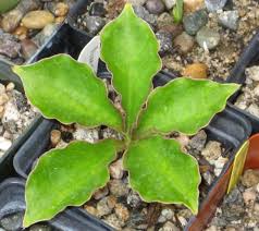 Image result for Amorphophallus richardsiae