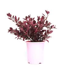 Loves humidity and is heat tolerant. Alternanthera Red Nestreeo Com