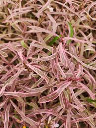 Image result for Hygrophila uliginosa