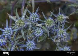 Image result for Haumaniastrum caeruleum
