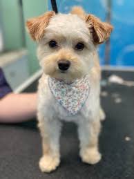 Distinguished, elegant, brilliant.🌟