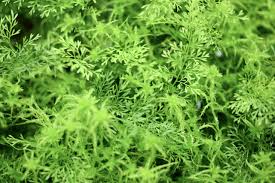 Image result for Asplenium rukararense