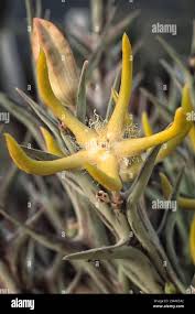 Image result for Orbea rogersii