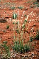 Image result for Anthephora pubescens