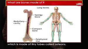 2 adding the magnitude of the forces. Human Body Facts Bones Human Body Parts And Functions Human Anatomy 3d Youtube