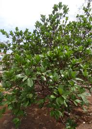 Image result for F kus Ficus