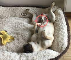 Mit der medikamentösen kastration erzielen sie die gleiche wirkung wie mit der chirurgischen kastration. Kastration Beim Ruden Welche Vor Nachteile Bringt Es Dem Hund