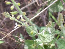 Image result for Mimulopsis runssorica