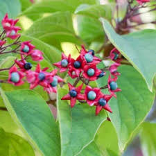 Image result for Clerodendrum rotundifolium
