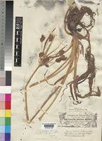 Image result for Cyperus rigidifolius